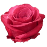 Roseberry Roses d'Equateur Ethiflora